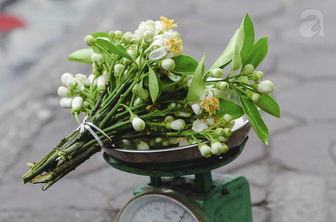 Hà Nội mùa thơm thanh tao với sắc trắng tinh khôi của hoa bưởi Hà Nội mùa thơm thanh tao với sắc trắng tinh khôi của hoa bưởi